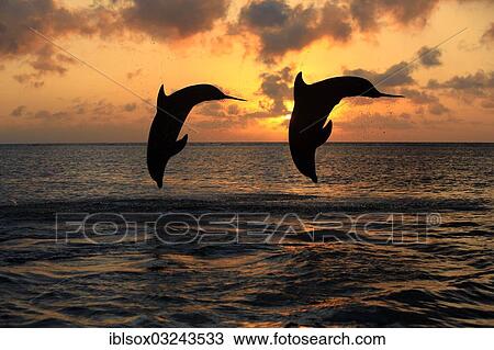 "Bottlenose Dolphin (Tursiops truncatus), two dolphins leaping out of the water at sunset, captive, Honduras, North America" View Large Photo Image Stock Image - "Bottlenose Dolphin (Tursiops truncatus), two dolphins leaping out of the water at sunset, captive, Honduras, North America". Fotosearch