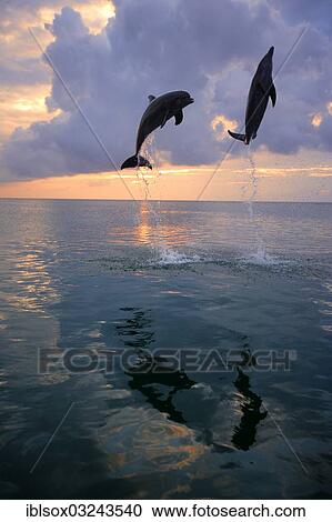 "Bottlenose Dolphin (Tursiops truncatus), two dolphins leaping out of the water at dusk, captive, Honduras, North America" View Large Photo Image Stock Image - "Bottlenose Dolphin (Tursiops truncatus), two dolphins leaping out of the water at dusk, captive, Honduras, North America". Fotosearch