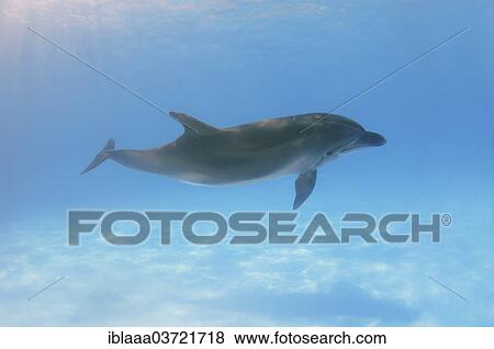 "Bottlenose Dolphin (Tursiops truncatus), dolphinarium, Odessa, Odessa Oblast, Ukraine, Europe" View Large Photo Image Stock Photo - "Bottlenose Dolphin (Tursiops truncatus), dolphinarium, Odessa, Odessa Oblast, Ukraine, Europe". Fotosearch