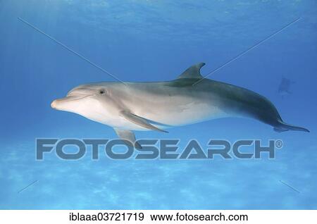 "Bottlenose Dolphin (Tursiops truncatus), dolphinarium, Odessa, Odessa Oblast, Ukraine, Europe" View Large Photo Image Stock Photo - "Bottlenose Dolphin (Tursiops truncatus), dolphinarium, Odessa, Odessa Oblast, Ukraine, Europe". Fotosearch