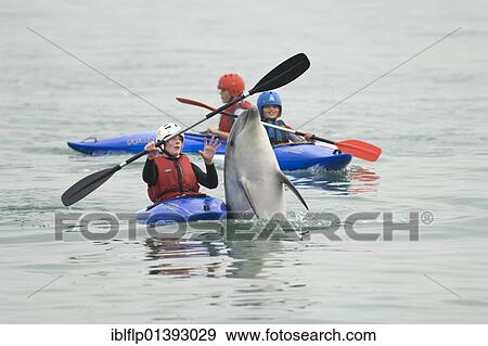 Stock Photo - "Bottlenose Dolphin (Tursiops truncatus) 'Dave', solitary 'friendly' adult, playing with boy in kayak, Folkestone, Kent, England, United Kingdom, Europe". Fotosearch