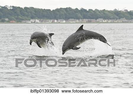 Stock Photo - "Bottlenose Dolphin (Tursiops truncatus), two adults, breaching, Chanonry Point, Black Isle, Moray Firth, Scotland, United Kingdom, Europe". Fotosearch