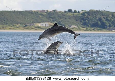 "Bottlenose Dolphin (Tursiops truncatus), two adults, breaching, Chanonry Point, Black Isle, Moray Firth, Scotland, United Kingdom, Europe" View Large Photo Image Stock Photo - "Bottlenose Dolphin (Tursiops truncatus), two adults, breaching, Chanonry Point, Black Isle, Moray Firth, Scotland, United Kingdom, Europe". Fotosearch