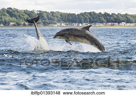 "Bottlenose Dolphin (Tursiops truncatus), two adults, breaching, Chanonry Point, Black Isle, Moray Firth, Scotland, United Kingdom, Europe" View Large Photo Image Stock Photo - "Bottlenose Dolphin (Tursiops truncatus), two adults, breaching, Chanonry Point, Black Isle, Moray Firth, Scotland, United Kingdom, Europe". Fotosearch