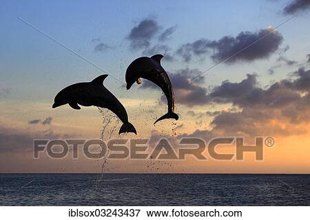 "Bottlenose Dolphin (Tursiops truncatus), two dolphins leaping out of the water at dusk, captive, Honduras, North America" View Large Photo Image Stock Photo - "Bottlenose Dolphin (Tursiops truncatus), two dolphins leaping out of the water at dusk, captive, Honduras, North America". Fotosearch