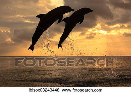 Stock Photo - "Bottlenose Dolphin (Tursiops truncatus), two dolphins leaping out of the water at dusk, captive, Honduras, North America". Fotosearch