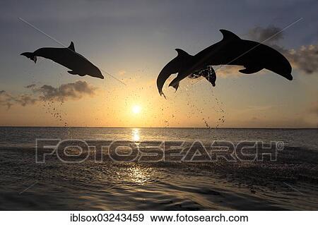 "Bottlenose Dolphin (Tursiops truncatus), three dolphins leaping out of the water at sunset, captive, Honduras, North America" View Large Photo Image Stock Photo - "Bottlenose Dolphin (Tursiops truncatus), three dolphins leaping out of the water at sunset, captive, Honduras, North America". Fotosearch