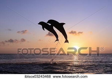 "Bottlenose Dolphin (Tursiops truncatus), two dolphins leaping out of the water at sunset, captive, Honduras, North America" View Large Photo Image Stock Photo - "Bottlenose Dolphin (Tursiops truncatus), two dolphins leaping out of the water at sunset, captive, Honduras, North America". Fotosearch