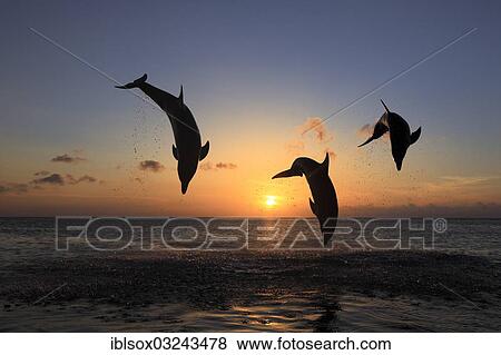 "Bottlenose Dolphin (Tursiops truncatus), three dolphins leaping out of the water at sunset, captive, Honduras, North America" View Large Photo Image Stock Photo - "Bottlenose Dolphin (Tursiops truncatus), three dolphins leaping out of the water at sunset, captive, Honduras, North America". Fotosearch