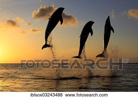 "Bottlenose Dolphin (Tursiops truncatus), three dolphins leaping out of the water at dusk, captive, Honduras, North America" View Large Photo Image Stock Photo - "Bottlenose Dolphin (Tursiops truncatus), three dolphins leaping out of the water at dusk, captive, Honduras, North America". Fotosearch