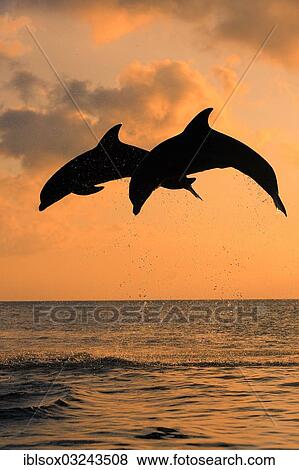 "Bottlenose Dolphin (Tursiops truncatus), two dolphins leaping out of the water at dusk, captive, Honduras, North America" View Large Photo Image Stock Photo - "Bottlenose Dolphin (Tursiops truncatus), two dolphins leaping out of the water at dusk, captive, Honduras, North America". Fotosearch
