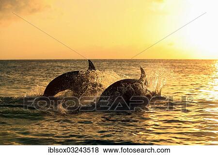 Stock Photo - "Bottlenose Dolphin (Tursiops truncatus), two dolphins leaping out of the water at sunset, captive, Honduras, North America". Fotosearch