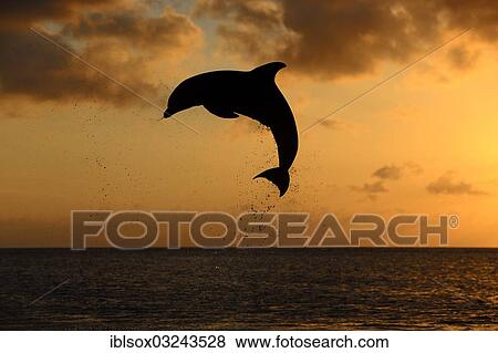 "Bottlenose Dolphin (Tursiops truncatus), dolphin leaping out of the water at dusk, captive, Honduras, North America" View Large Photo Image Stock Photo - "Bottlenose Dolphin (Tursiops truncatus), dolphin leaping out of the water at dusk, captive, Honduras, North America". Fotosearch
