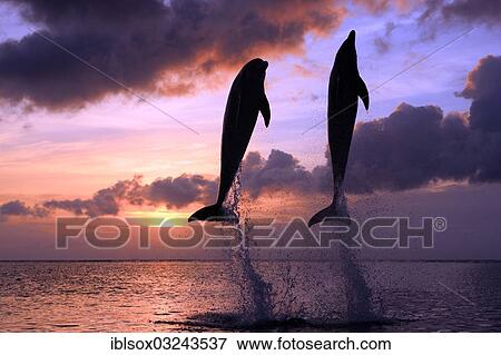 "Bottlenose Dolphin (Tursiops truncatus), two dolphins leaping out of the water at sunset, captive, Honduras, North America" View Large Photo Image Stock Photo - "Bottlenose Dolphin (Tursiops truncatus), two dolphins leaping out of the water at sunset, captive, Honduras, North America". Fotosearch