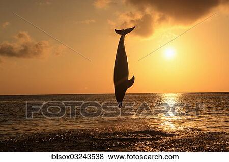 "Bottlenose dolphin (Tursiops truncatus) leaping out of the water at sunset, captive, Honduras, North America" View Large Photo Image Stock Photo - "Bottlenose dolphin (Tursiops truncatus) leaping out of the water at sunset, captive, Honduras, North America". Fotosearch
