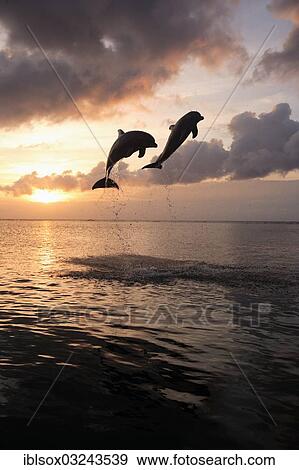 "Bottlenose Dolphin (Tursiops truncatus), two dolphins leaping out of the water at sunset, captive, Honduras, North America" View Large Photo Image Stock Photo - "Bottlenose Dolphin (Tursiops truncatus), two dolphins leaping out of the water at sunset, captive, Honduras, North America". Fotosearch