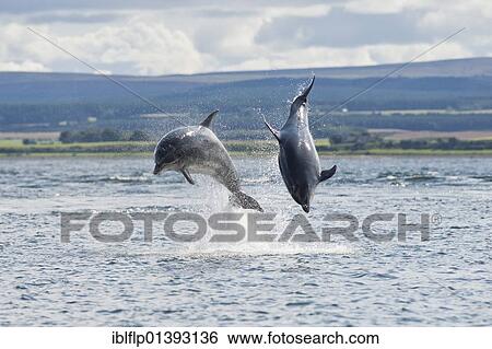 "Bottlenose Dolphin (Tursiops truncatus), two adults, breaching, Chanonry Point, Black Isle, Moray Firth, Scotland, United Kingdom, Europe" View Large Photo Image Stock Photograph - "Bottlenose Dolphin (Tursiops truncatus), two adults, breaching, Chanonry Point, Black Isle, Moray Firth, Scotland, United Kingdom, Europe". Fotosearch