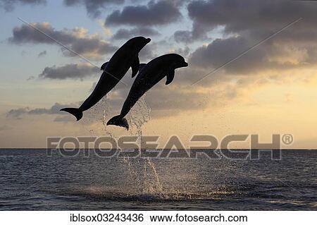 "Bottlenose Dolphin (Tursiops truncatus), two dolphins leaping out of the water at dusk, captive, Honduras, North America" View Large Photo Image Stock Photograph - "Bottlenose Dolphin (Tursiops truncatus), two dolphins leaping out of the water at dusk, captive, Honduras, North America". Fotosearch