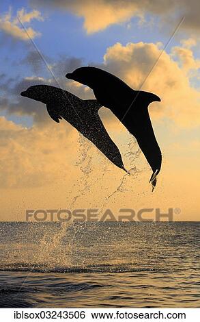 "Bottlenose Dolphin (Tursiops truncatus), two dolphins leaping out of the water at dusk, captive, Honduras, North America" View Large Photo Image Stock Photograph - "Bottlenose Dolphin (Tursiops truncatus), two dolphins leaping out of the water at dusk, captive, Honduras, North America". Fotosearch