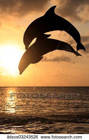 "Bottlenose Dolphin (Tursiops truncatus), two dolphins leaping out of the water at sunset, captive, Honduras, North America" View Large Photo Image Stock Photograph - "Bottlenose Dolphin (Tursiops truncatus), two dolphins leaping out of the water at sunset, captive, Honduras, North America". Fotosearch