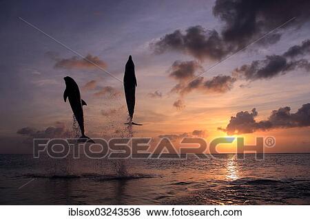 "Bottlenose Dolphin (Tursiops truncatus), two dolphins leaping out of the water at sunset, captive, Honduras, North America" View Large Photo Image Stock Photograph - "Bottlenose Dolphin (Tursiops truncatus), two dolphins leaping out of the water at sunset, captive, Honduras, North America". Fotosearch
