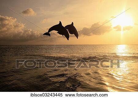 "Bottlenose Dolphin (Tursiops truncatus), two dolphins leaping out of the water at sunset, captive, Honduras, North America" View Large Photo Image Stock Photography - "Bottlenose Dolphin (Tursiops truncatus), two dolphins leaping out of the water at sunset, captive, Honduras, North America". Fotosearch
