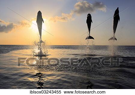 "Bottlenose Dolphin (Tursiops truncatus), three dolphins leaping out of the water at sunset, captive, Honduras, North America" View Large Photo Image Stock Photography - "Bottlenose Dolphin (Tursiops truncatus), three dolphins leaping out of the water at sunset, captive, Honduras, North America". Fotosearch
