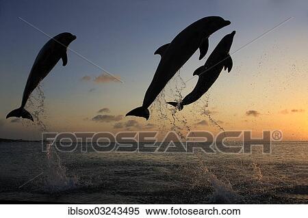 "Bottlenose Dolphin (Tursiops truncatus), three dolphins leaping out of the water at dusk, captive, Honduras, North America" View Large Photo Image Stock Photography - "Bottlenose Dolphin (Tursiops truncatus), three dolphins leaping out of the water at dusk, captive, Honduras, North America". Fotosearch
