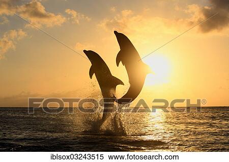 "Bottlenose Dolphin (Tursiops truncatus), two dolphins leaping out of the water at sunset, captive, Honduras, North America" View Large Photo Image Stock Photography - "Bottlenose Dolphin (Tursiops truncatus), two dolphins leaping out of the water at sunset, captive, Honduras, North America". Fotosearch