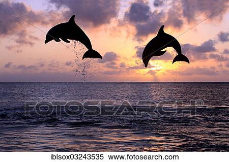 "Bottlenose Dolphin (Tursiops truncatus), two dolphins leaping out of the water at sunset, captive, Honduras, North America" View Large Photo Image Stock Photography - "Bottlenose Dolphin (Tursiops truncatus), two dolphins leaping out of the water at sunset, captive, Honduras, North America". Fotosearch