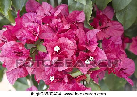 "Bougainvillea (Bougainvillea spp. ), Algarve, Portugal,, Europe" View Large Photo Image Picture - "Bougainvillea (Bougainvillea spp. ), Algarve, Portugal,, Europe". Fotosearch
