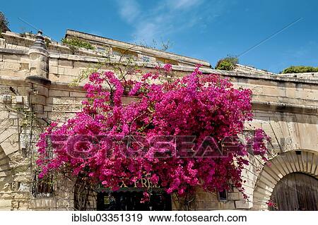 "Bougainvillea flowering on a wall, Valletta, Malta, Europe" View Large Photo Image Stock Photo - "Bougainvillea flowering on a wall, Valletta, Malta, Europe". Fotosearch