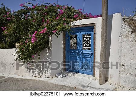 "Bougainvillea plant growing on a doorway with a bright blue door, Megalochori, Santorini, Cyclades, Greek island, Greece, Europe" View Large Photo Image Stock Image - "Bougainvillea plant growing on a doorway with a bright blue door, Megalochori, Santorini, Cyclades, Greek island, Greece, Europe". Fotosearch