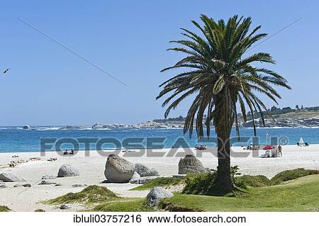 "Boulders and a palm tree on Camps Bay Beach, Camps Bay, Cape Town, Western Cape, South Africa, Africa" View Large Photo Image Stock Photograph - "Boulders and a palm tree on Camps Bay Beach, Camps Bay, Cape Town, Western Cape, South Africa, Africa". Fotosearch