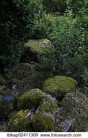 "Boulders overgrown with moss, Smaland, Sweden, Europe" View Large Photo Image Stock Photo - "Boulders overgrown with moss, Smaland, Sweden, Europe". Fotosearch