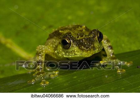 Stock Photograph - "Boulenger's Giant Treefrog (Platypelis grandis) in the rainforest of Marojejy, Northeast Madagascar, Madagascar, Africa". Fotosearch