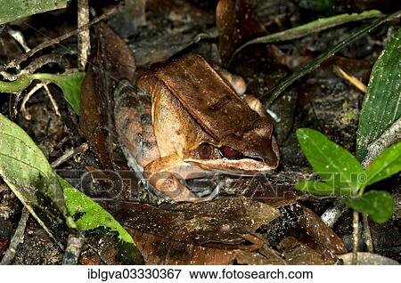 "Boulenger's Rough Toad-frog (Leptodactylus rhodomystax) in its natural habitat, Tambopata Nature Reserve, Madre de Dios Region, Peru, South America" View Large Photo Image Stock Photo - "Boulenger's Rough Toad-frog (Leptodactylus rhodomystax) in its natural habitat, Tambopata Nature Reserve, Madre de Dios Region, Peru, South America". Fotosearch