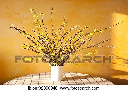 Bouquet of pussy willow catkins (Salix) and Forsythia (Forsythia) in a vase View Large Photo Image Stock Photo - Bouquet of pussy willow catkins (Salix) and Forsythia (Forsythia) in a vase. Fotosearch
