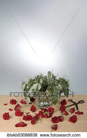 Bouquet of red roses in a vase with severed flower heads View Large Photo Image Stock Photo - Bouquet of red roses in a vase with severed flower heads. Fotosearch