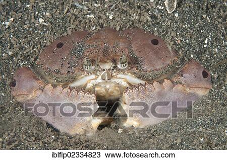 "Box Crab (Calappa sp. ), adult, buried in sand, Bunaken, Manado, Northeast Sulawesi, Indonesia, Southeast Asia, Asia" View Large Photo Image Stock Image - "Box Crab (Calappa sp. ), adult, buried in sand, Bunaken, Manado, Northeast Sulawesi, Indonesia, Southeast Asia, Asia". Fotosearch