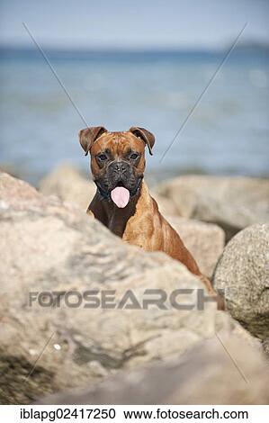 Boxer between stone blocks, portrait View Large Photo Image Stock Image - Boxer between stone blocks, portrait. Fotosearch