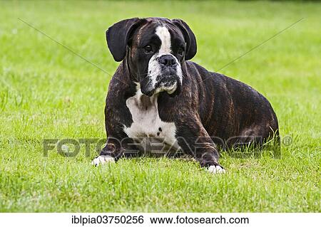 Boxer dog lying on grass View Large Photo Image Stock Photograph - Boxer dog lying on grass. Fotosearch