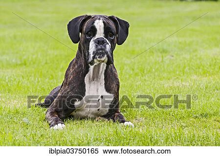 Boxer dog lying on grass View Large Photo Image Stock Photography - Boxer dog lying on grass. Fotosearch