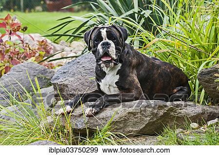 "Boxer dog, lying on rocks" View Large Photo Image Stock Photo - "Boxer dog, lying on rocks". Fotosearch