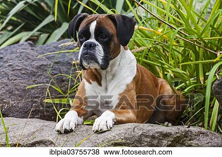 "Boxer dog, lying on rocks" View Large Photo Image Stock Photo - "Boxer dog, lying on rocks". Fotosearch
