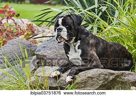 "Boxer dog, lying on rocks" View Large Photo Image Stock Photograph - "Boxer dog, lying on rocks". Fotosearch