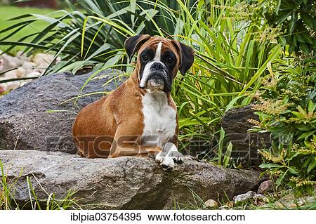 "Boxer dog, lying on rocks" View Large Photo Image Stock Photography - "Boxer dog, lying on rocks". Fotosearch