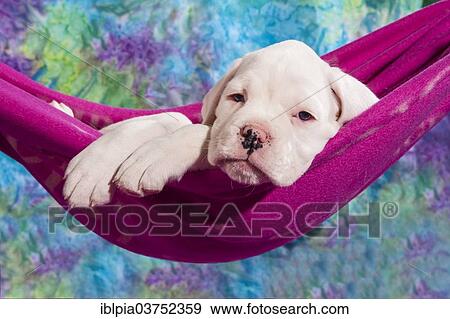 "Boxer dog, puppy lying in a hammock" View Large Photo Image Stock Photo - "Boxer dog, puppy lying in a hammock". Fotosearch