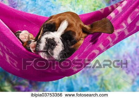 "Boxer dog, puppy lying in a hammock" View Large Photo Image Stock Photograph - "Boxer dog, puppy lying in a hammock". Fotosearch