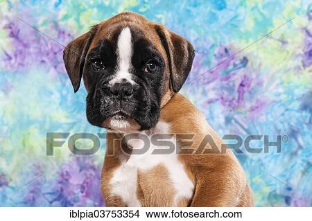 "Boxer dog, puppy" View Large Photo Image Picture - "Boxer dog, puppy". Fotosearch